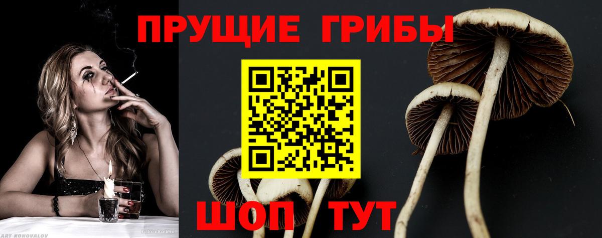 Галлюциногенные грибы Psilocybine cubensis  Галлюциногенные грибы прущие грибы  Вход с VPN  что такое   Торжок 